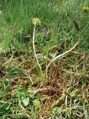 Taraxacum bavaricum