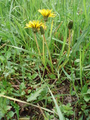 Taraxacum pauckertianum