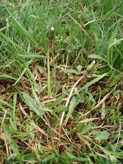Taraxacum trilobifolium
