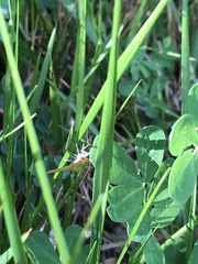 Sitochroa verticalis