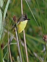 Pseudocolopteryx sclateri