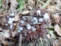 Gomphostemma chinense