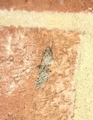 Eupithecia intricata