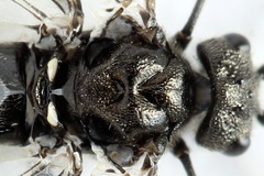 Dolerus picipes