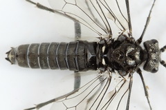 Dolerus picipes