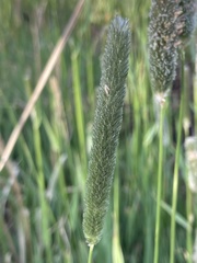 Alopecurus arundinaceus