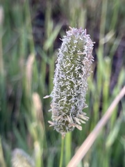 Alopecurus arundinaceus