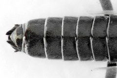 Dolerus picipes