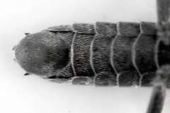 Dolerus picipes