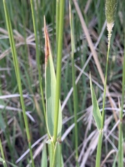 Alopecurus arundinaceus