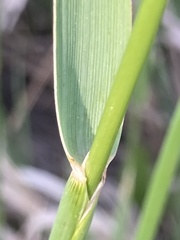 Alopecurus arundinaceus