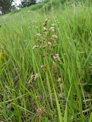Anthoxanthum nitens