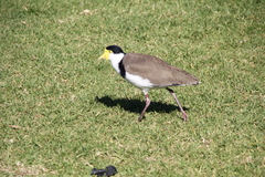 Vanellus miles novaehollandiae