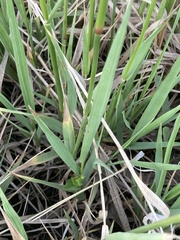 Alopecurus arundinaceus