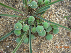 Euphorbia silenifolia