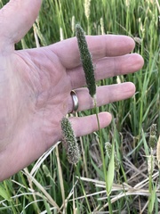 Alopecurus arundinaceus