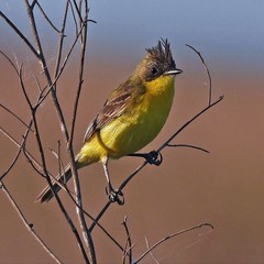 Pseudocolopteryx sclateri