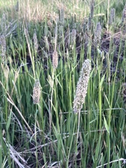 Alopecurus arundinaceus