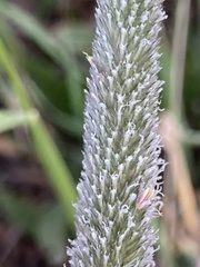 Alopecurus arundinaceus
