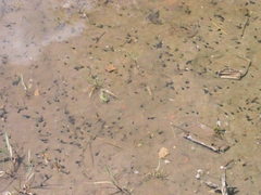 Bufotes viridis viridis