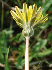 Taraxacum bavaricum