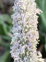 Alopecurus arundinaceus