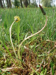 Taraxacum bavaricum