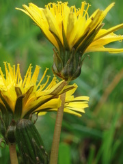 Taraxacum pauckertianum
