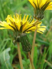 Taraxacum pauckertianum