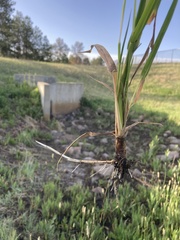 Alopecurus arundinaceus