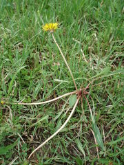 Taraxacum trilobifolium