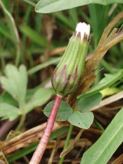Taraxacum trilobifolium