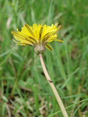 Taraxacum trilobifolium
