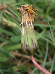 Taraxacum trilobifolium