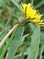 Taraxacum trilobifolium