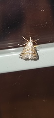Leptosteges parthenialis