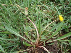 Taraxacum trilobifolium