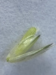 Alopecurus arundinaceus