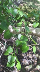 Betula pendula pendula