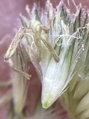 Alopecurus arundinaceus