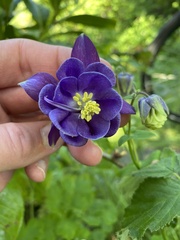 Aquilegia vulgaris