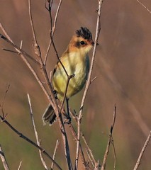 Pseudocolopteryx sclateri