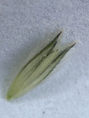 Alopecurus arundinaceus