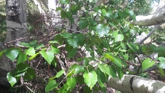 Betula pendula pendula