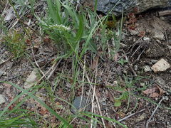 Lomatium geyeri