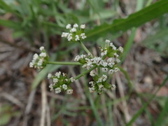 Lomatium geyeri