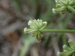 Lomatium geyeri