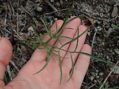 Lomatium geyeri