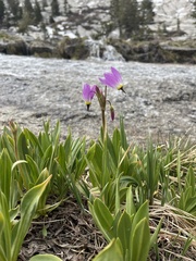 Primula subalpina