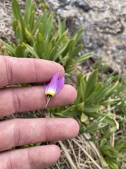 Primula subalpina